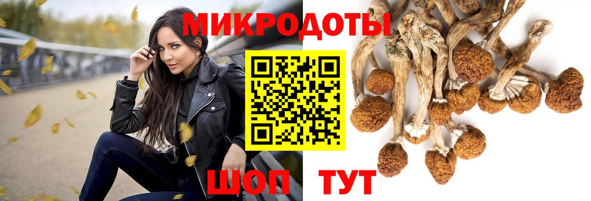 Псилоцибиновые грибы Psilocybe Канск